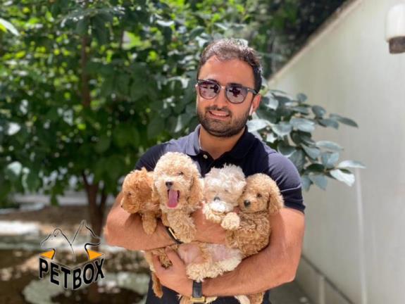 فروش توله ی پودل سایز ریز 