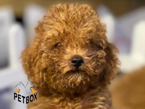 فروش توله های  توی پودل سایز ریز وارداتی