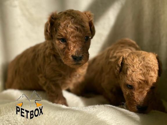 فروش توله های  توی پودل سایز ریز وارداتی