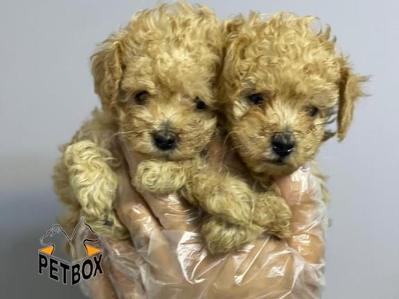 فروش توله های توی پودل