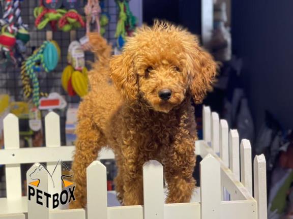 فروش توله های مینیاتور پودل