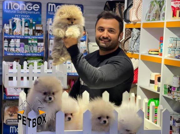 فروش توله های پامرانین صورت خرسی بو فیس 