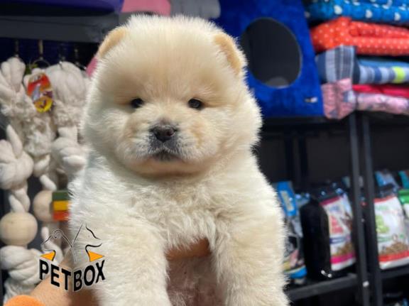 فروش توله های چاوچاو صورت چروک  