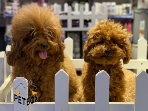 فروش توله های توی پودل