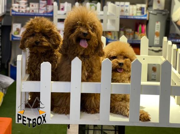 فروش توله های   توی پودل سایز ریز مو با تراکم بالا 