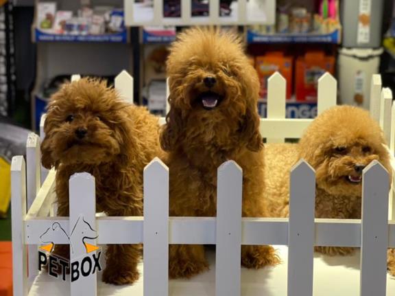 فروش توله های  توی پودل