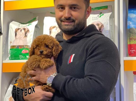 فروش توله های توی پودل