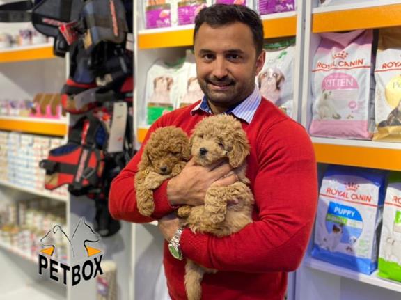 فروش توله های  توی پودل