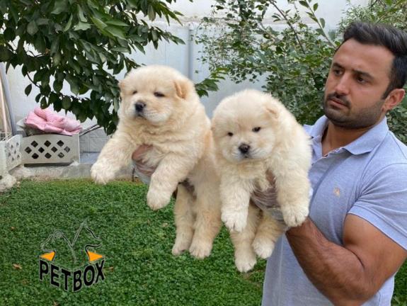 فروش توله ی چاوچاو 