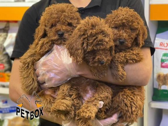 فروش توله های  توی پودل