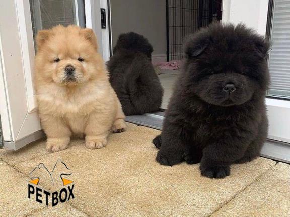 فروش توله ی چاوچاو صورت چروک 