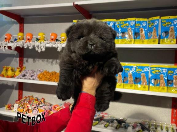 فروش توله ی چاوچاو 