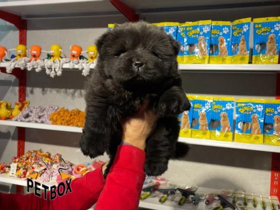 فروش توله ی چاوچاو صورت چروک 