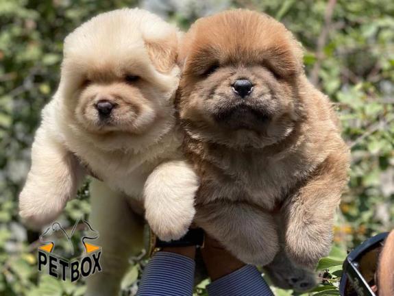 فروش توله ی چاوچاو 