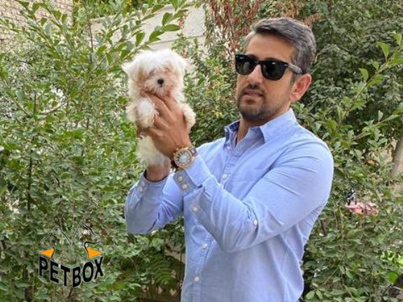 فروش توله های مالتیز مو ابریشمی