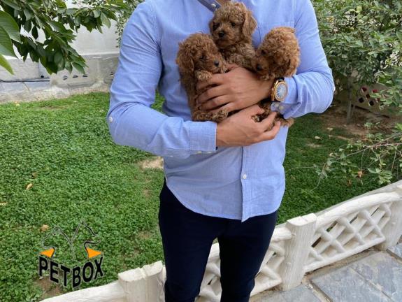 فروش توله های  توی پودل