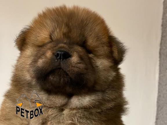 فروش توله ی چاوچاو صورت چروک 