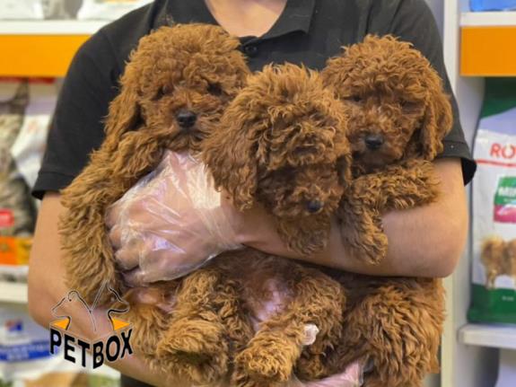 فروش توله ی پودل سایز ریز 