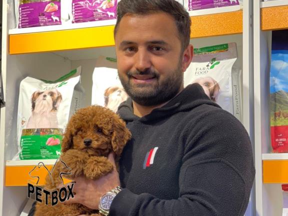 فروش توله های توی  پودل 