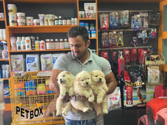 فروش توله ی چاوچاو صورت چروک 