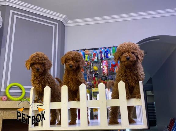 فروش توله های توی  پودل  