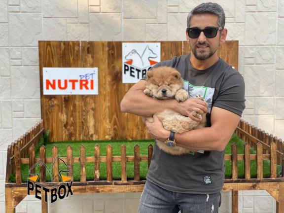 فروش توله ی چاوچاو صورت چروک 