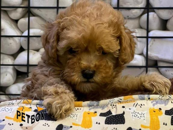 فروش توله های توی  پودل 