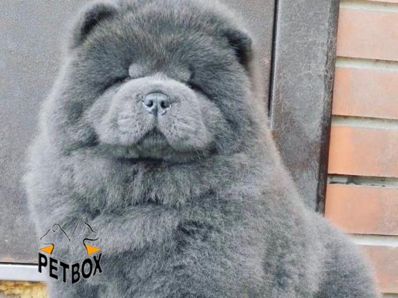 فروش توله ی چاوچاو صورت چروک 