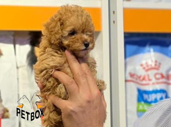 فروش توله های توی  پودل