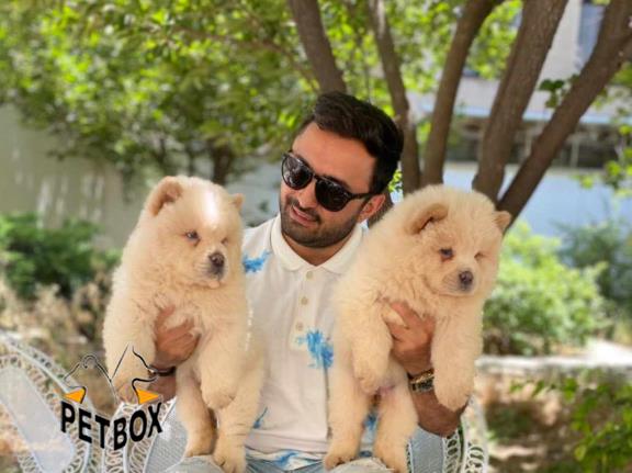 فروش توله ی چاوچاو