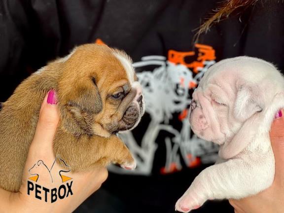 فروش توله ها انگلیش بوداگ وارداتی