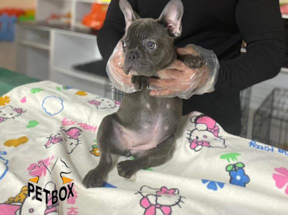 فروش توله های فرنچ بولداگ