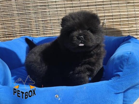 فروش توله ی چاوچاو 