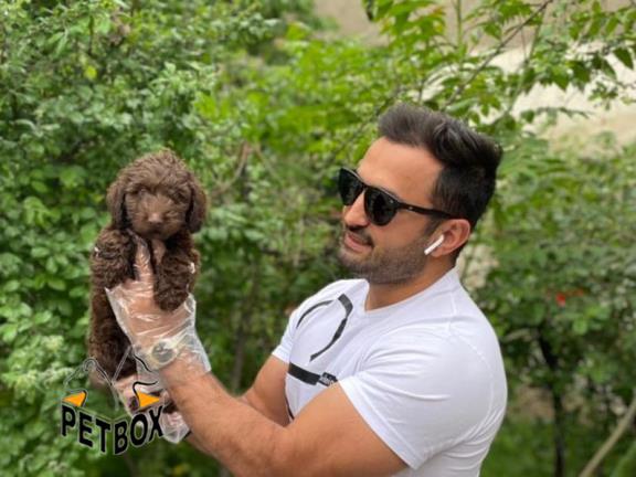 فروش توله های پودل با رنگ خاص