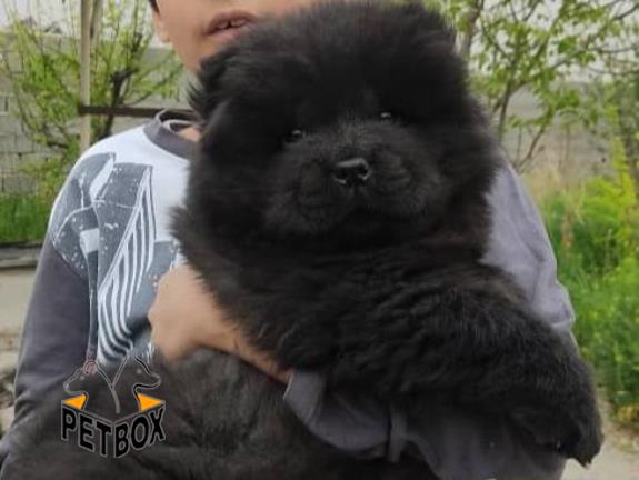 فروش توله ی چاوچاو