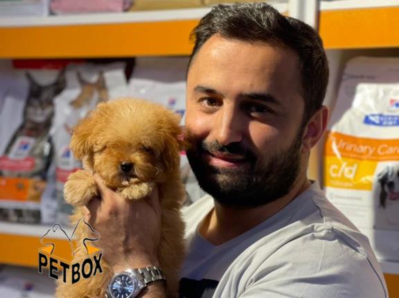 فروش توله های توی  پودل