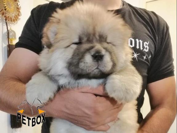 فروش توله ی چاوچاو 