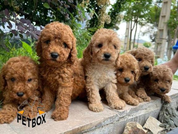 فروش توله های توی  پودل