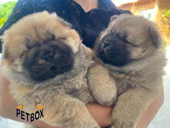 فروش توله ی چاوچاو