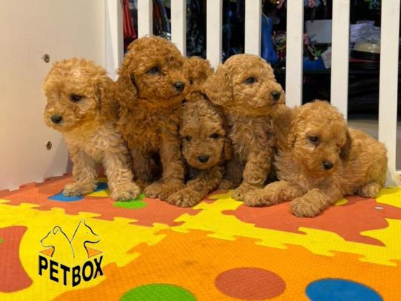 فروش توله های توی  پودل