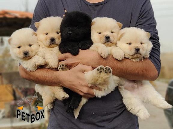 فروش توله ی چاوچاو 