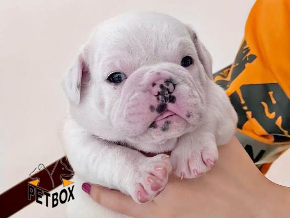 فروش توله ها انگلیش بوداگ 