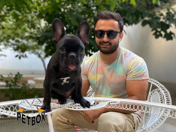 فروش توله های فرنچ بولداگ