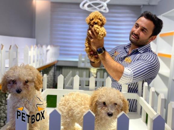 فروش توله های توی  پودل