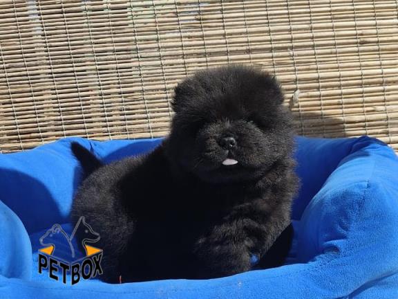 فروش توله ی چاوچاو 