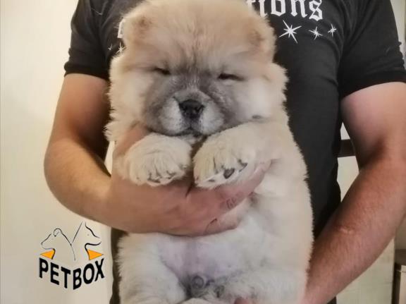 فروش توله ی چاوچاو صورت چروک 