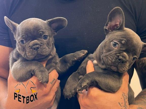 فروش توله های فرنچ بولداگ