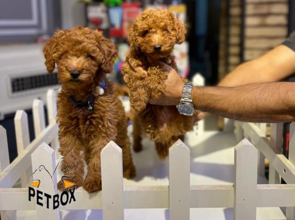 فروش توله های توی  پودل  