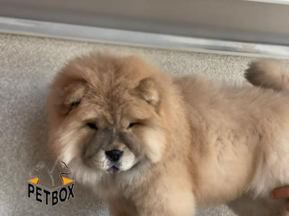 فروش توله ی چاوچاو