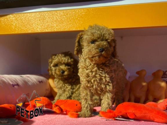 فروش توله های توی  پودل